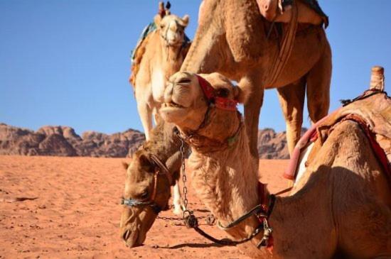 Wadi Rum Bedouin House Экстерьер фото